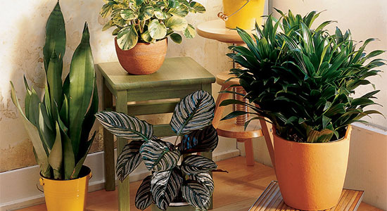 2. Adopt Houseplants: 