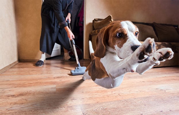 Ontdek waarom uw hond een hekel heeft aan stofzuigers en hoe ermee om te gaan!