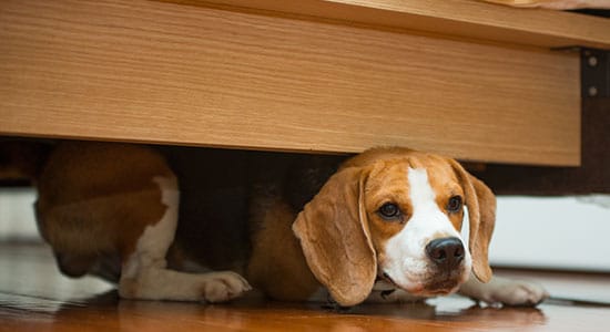 Cacher sous les meubles: