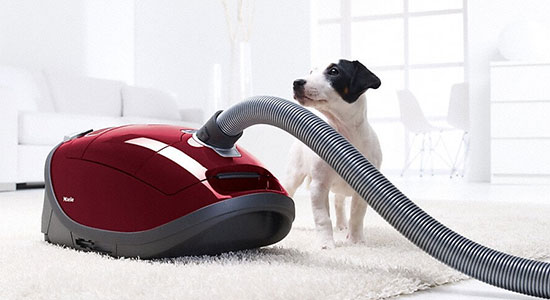 Allow Your Pet to Investigate the Vacuum: