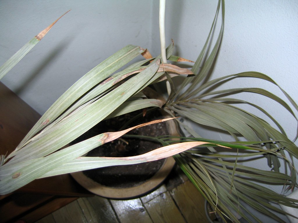 Indoor palm with dry, browning leaf tips and curling fronds